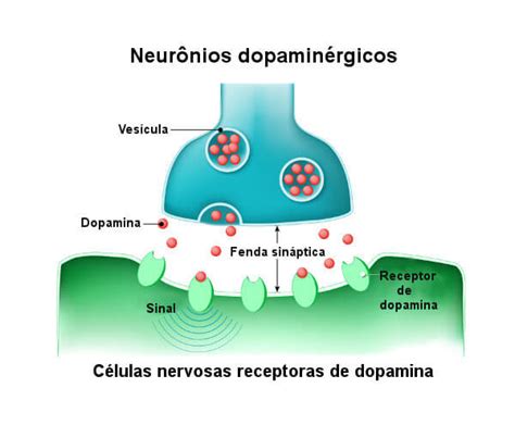 O Que A Dopamina Faz No Corpo