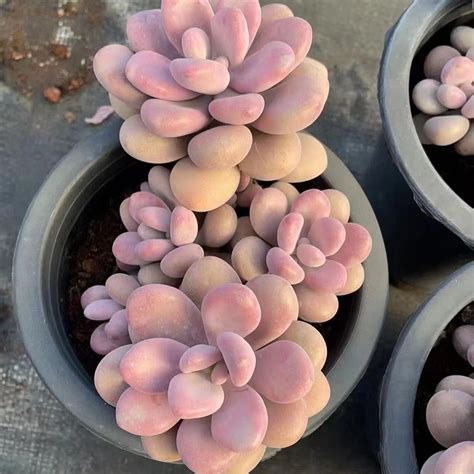 Graptopetalum Amethystinum – Senyang Horticulture
