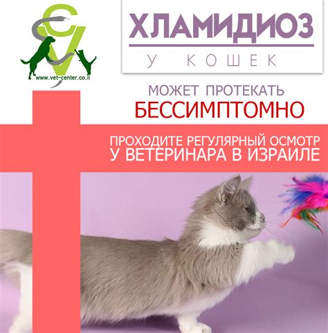 Ветеринарный центр в Бат-Яме : Хламидиоз у кошек