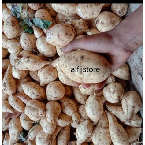 jual ubi jalar putih segar fres gr shopee indonesia
