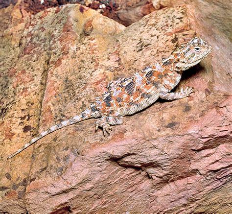 Agama hispida - Monaco Nature Encyclopedia