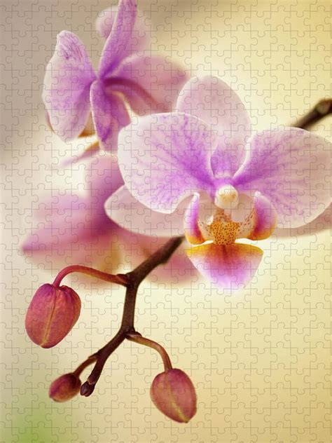 Mini Flowering Pink Phalaenopsis Orchid Jigsaw Puzzle by Maria Mosolova ...