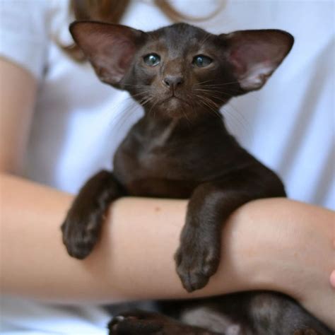 Oriental kittens for sale | Kittens Up