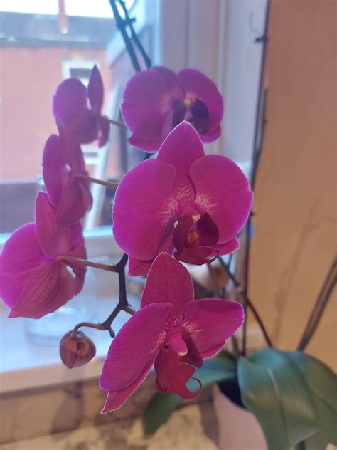 My wife's orchid : r/orchids