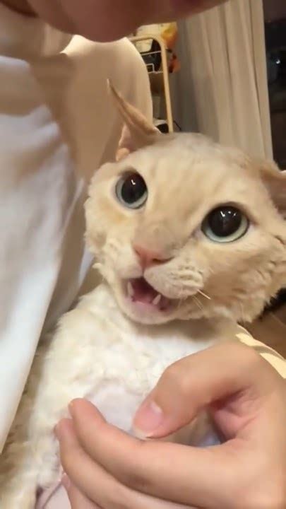 Funniest Animal Moments Ever! 🤣 You Won't Stop Laughing! 🐕🐒 #Shorts # ...