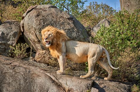 travel4pictures | strong Serengeti lions, 2015