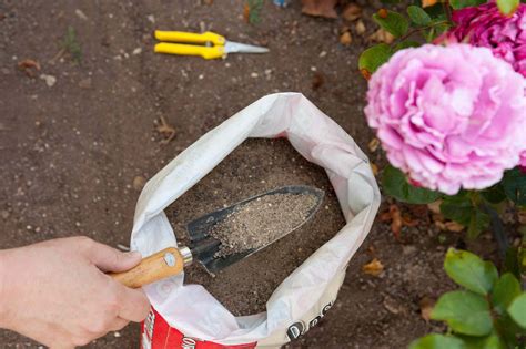 10 Best Organic Fertilizers for Boosting Plant Growth Without Synthetic