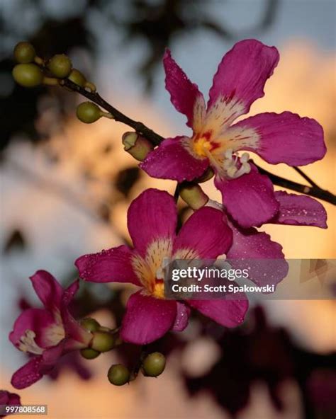 249 Floss Flower Stock Photos, High-Res Pictures, and Images - Getty Images