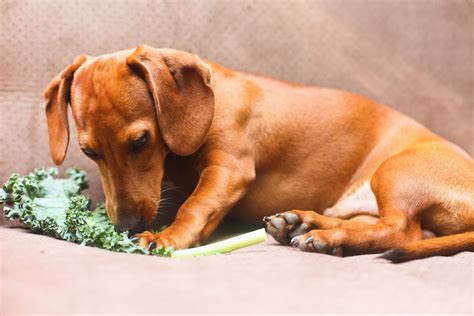 how to cook kale for dogs