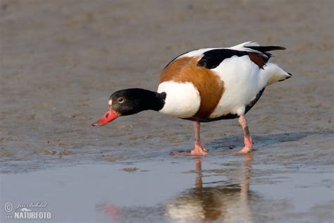 Brandgans Bilder, Brandgans Fotos | NaturFoto