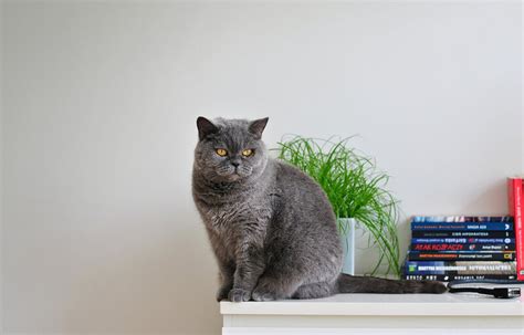 Кошки в доме. (Фото, приметы, дизайн). Обсуждение на LiveInternet ...