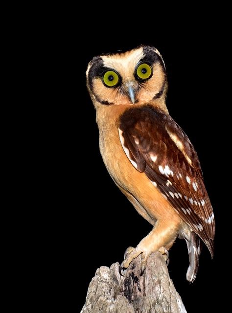 caburé-acanelado (Aegolius harrisii) | WikiAves - A Enciclopédia das ...