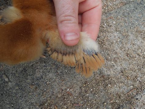 Is anyone good at wing sexing? | BackYard Chickens - Learn How to Raise