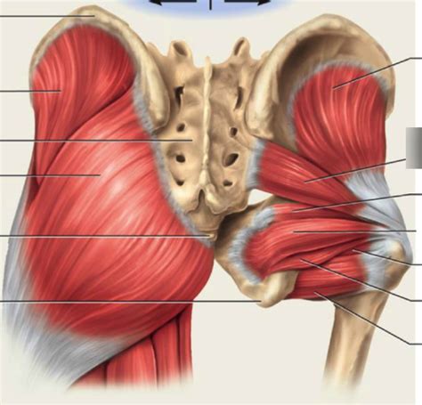 anatomy  buttock area sacral vertebrae anatomy function