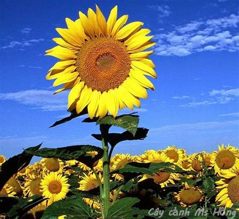 Cây Hoa Hướng Dương