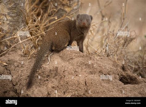 Dwarf mongoose, Helogale hirtula, MalaMala Game Reserve, South Africa ...