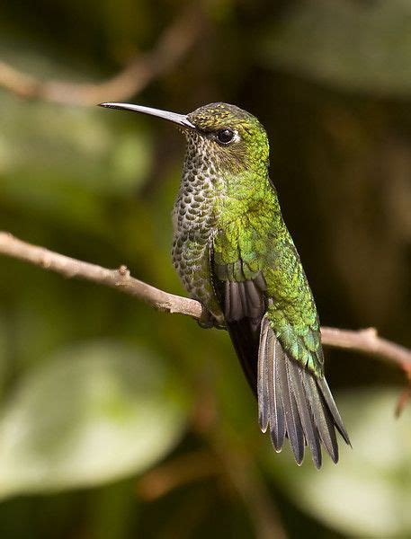 Many-spotted Hummingbird: Beautiful Bird