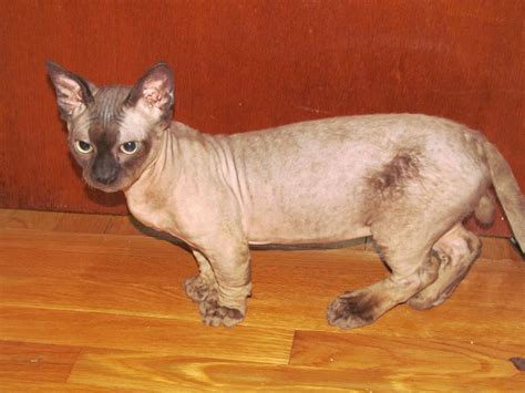 Minskin Cat: Breed Features And Facts You Need To Know