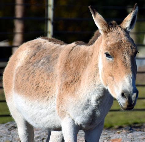 Kulan stock photo. Image of beige, asiatic, finland - 102379348