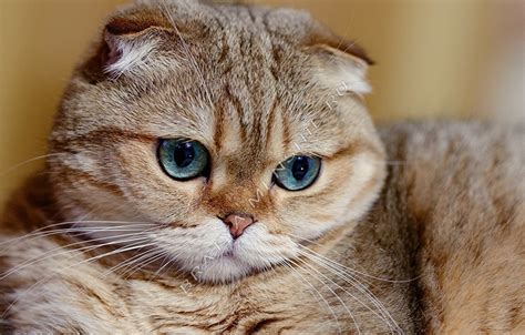 Шотландская вислоухая кошка описание породы и характера фото и описание