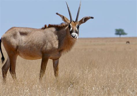 Definitive Guide To Roan Antelope Facts, Habitat, Conservation Status ...