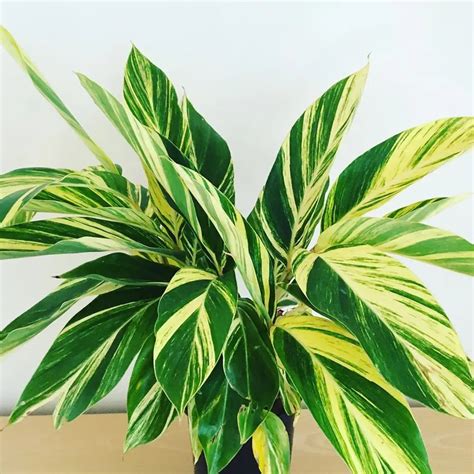 Variegated Ginger alpina Zerumbet Starter Plant ALL STARTER - Etsy