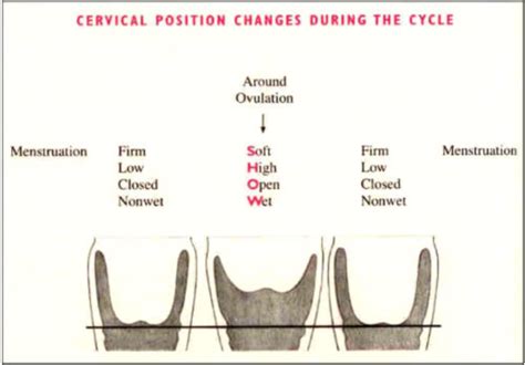 Talking About the Cervix (without pregnancy or cancer)