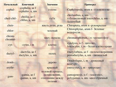 Латинский язык. Словообразование - презентация онлайн