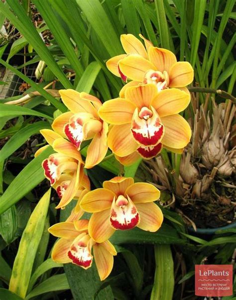Цимбидиум (Cymbidium) — описание, выращивание, фото | на LePlants.ru