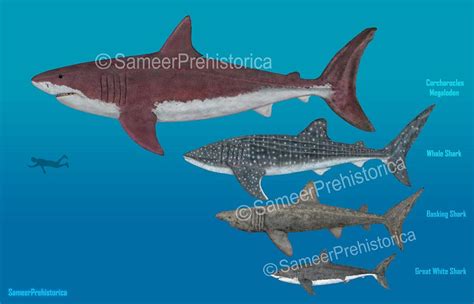 Sharks Size Comparison by SameerPrehistorica on DeviantArt