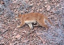 north american cougar wikipedia