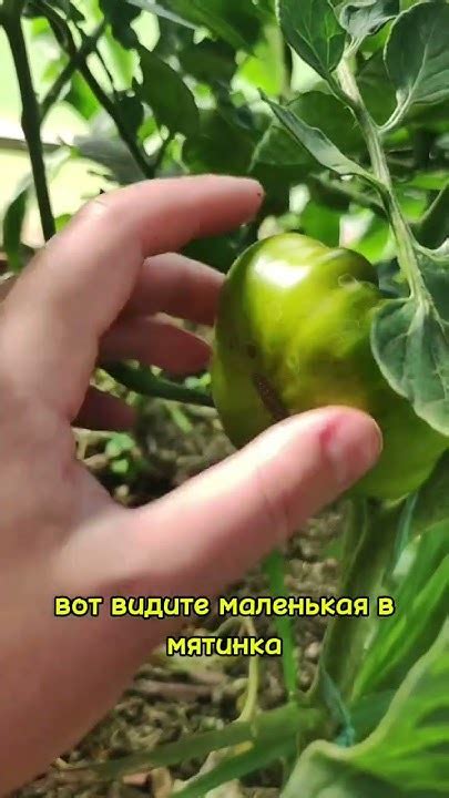 Как проверить, что зеленый томат созрел? - YouTube