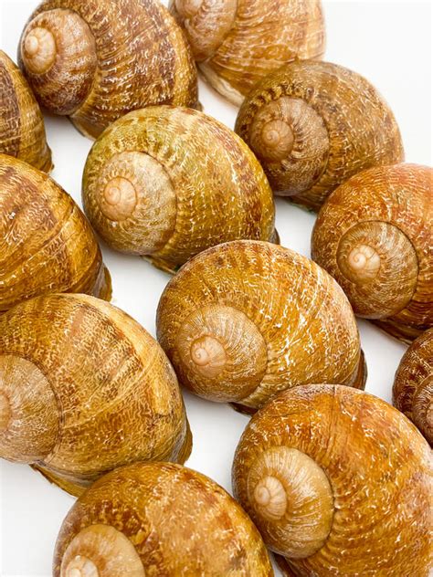 МУШЛІ І БЛАНШОВАНЕ МʼЯСО РАВЛИКІВ HELIX ASPERSA MAXIMA - Snail Hunters