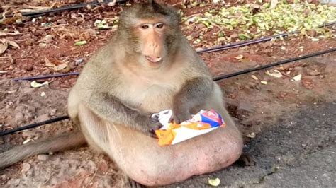 Extremely Overweight Monkey Rescued and Sent to Fat Camp in Thailand