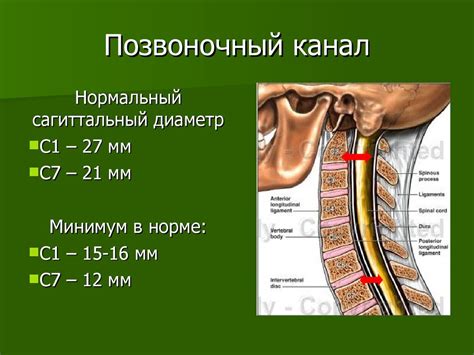 КТ и МРТ анатомия позвоночника - презентация онлайн