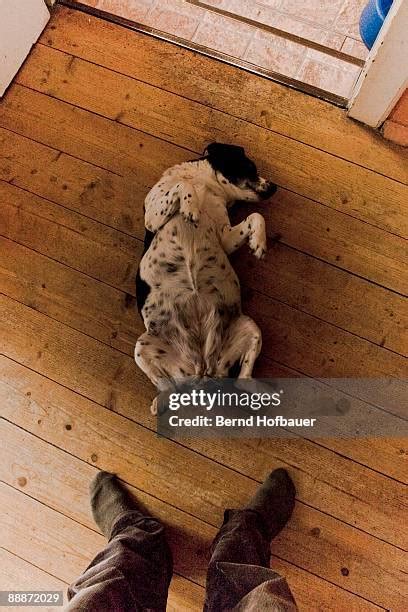 75 Belly Rub Animal Stock Photos, High-Res Pictures, and Images - Getty ...