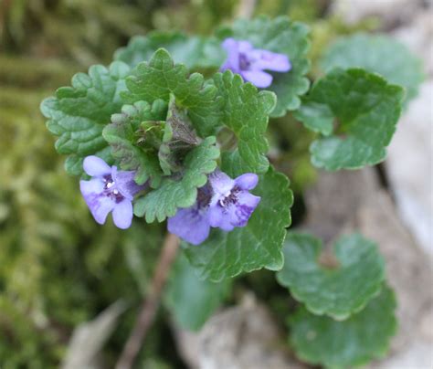 Ground Ivy | An English Wood