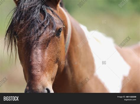 Appaloosa Horse Image & Photo (Free Trial) | Bigstock