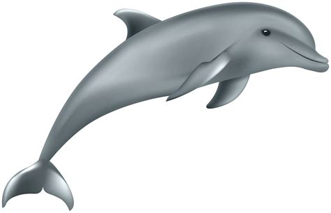 Dolphin Diving Transparent Png Stickpng - vrogue.co