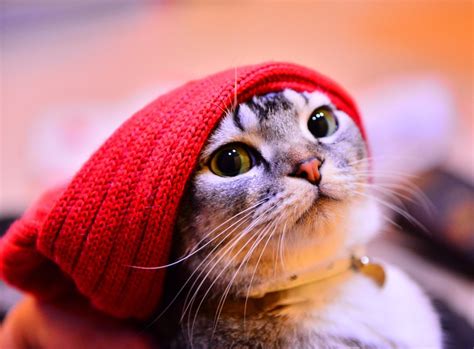 Милый котик в шапочке - картинки и фото koshka.top