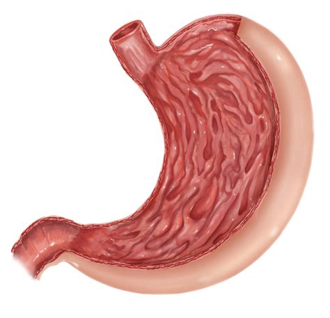 Maag - Darmgezondheid