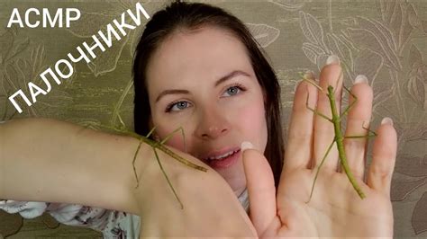 АСМР Палочник Близкий Шепот Мурашки - YouTube