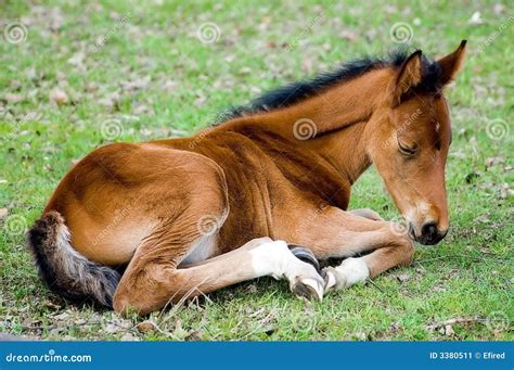 Foal stock image. Image of individuality, outdoors, purebred - 3380511