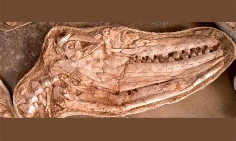 Fossils Of A Giant Lizard Discovered Who Ruled The Sea