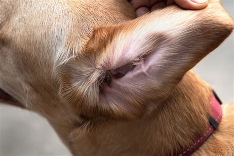 Dog Ear Mites Vs. Ear Wax: How To Spot The Difference | Dutch