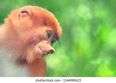 Baby Proboscis Monkey Nasalis Larvatus Portrait Stock Photo 1144989623 ...