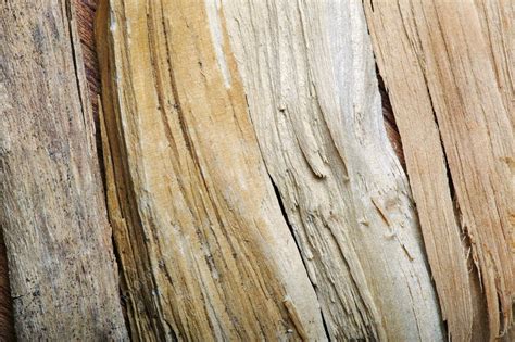 Sandalwood - Stock Image - M750/0604 - Science Photo Library