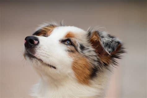 Dog Puppy Australian Shepherd - Free photo on Pixabay
