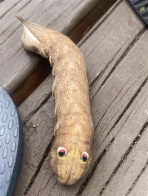 If you see this "googly-eyed" creature in your backyard, here's what it ...
