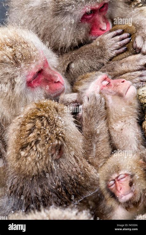Japanese Macaque (Macaca fuscata) mothers grooming their babies in the ...